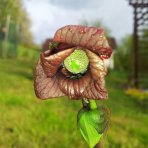 Asimina trojlaločná - Banán severu PAW PAW (Asimina triloba) ´PRIMA 1216®´ - výška 80-100 cm, kont. C3L